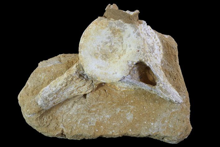 Plesiosaur (Zarafasaura) Cervical Vertebra in Rock - Morocco #90142